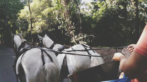 Cropped image of man in horse cart