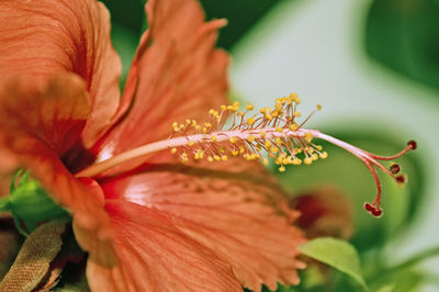 Close-up of insect on flower