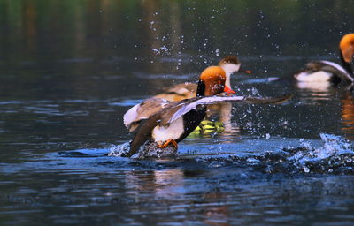 Ducks swimming in lake