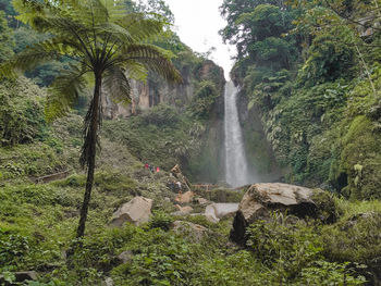 Scenic view of waterfall in forest