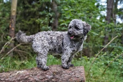 Close-up of a dog