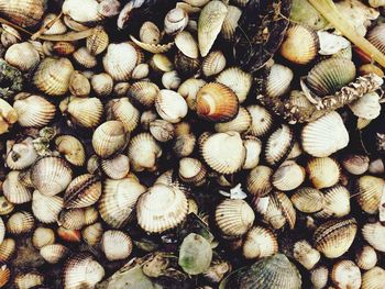 Full frame shot of seashells