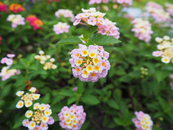 Close-up of pink daisy flowers