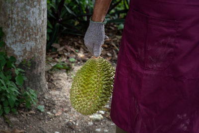Close-up of man holding plant