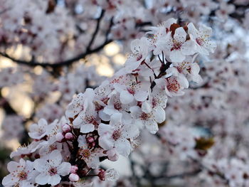 Beautiful spring flowers tree in a colorful blurred background