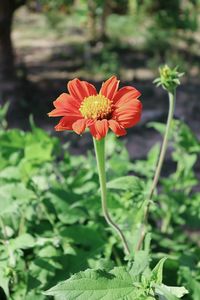 Close-up of red flower