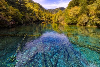 Scenic view of river in forest against sky