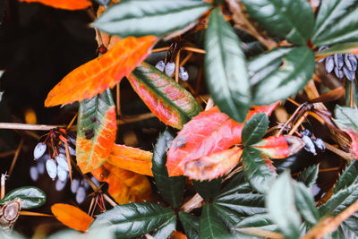 Close-up of orange leaves on plant