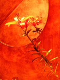 Close-up of red flower