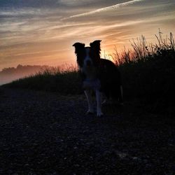 Dog at sunset