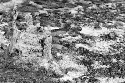 High angle view of animal on snow covered land