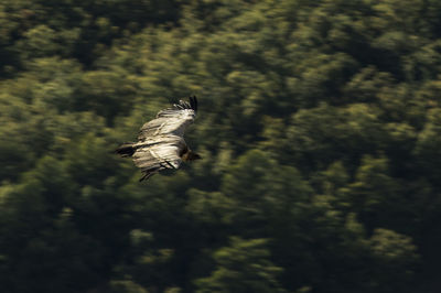 Bird flying in a forest