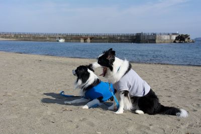 Border collies resting at beach against sky