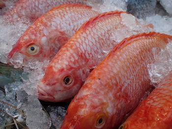 Close-up of fish for sale in market