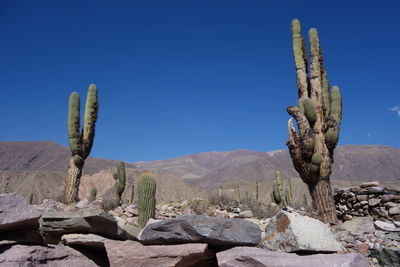 Cactus growing in desert against clear blue sky