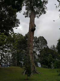 Low angle view of trees on landscape against sky