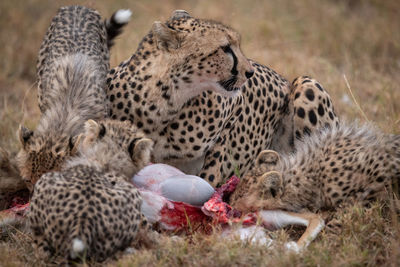 Cheetahs eating animal on field