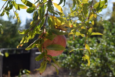 Close-up of tree branch against blurred background