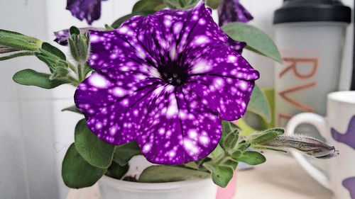 Close-up of purple potted plant