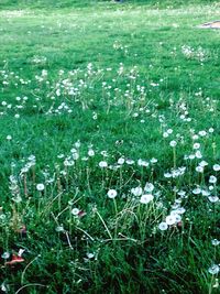 White flowers growing in field