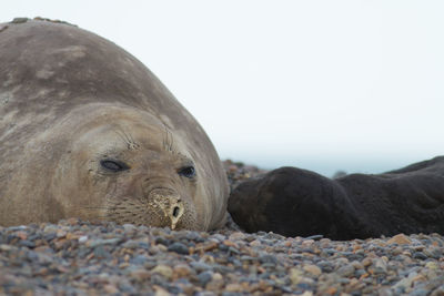 View of animal resting on rock