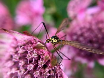 Close-up of insect on pink flower