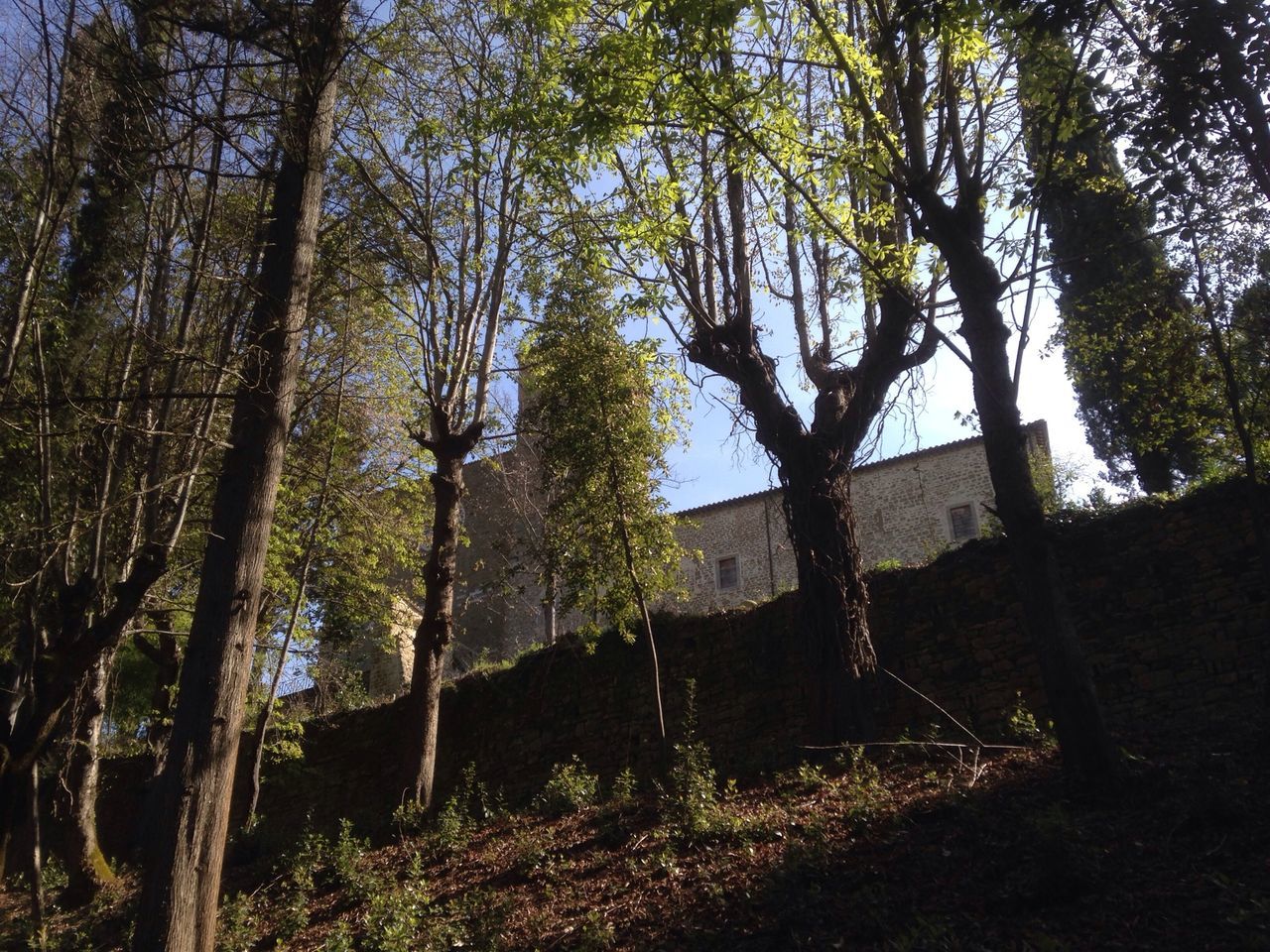 tree, architecture, built structure, building exterior, tree trunk, branch, growth, house, abandoned, old, day, low angle view, sky, no people, nature, sunlight, outdoors, bare tree, tranquility, residential structure