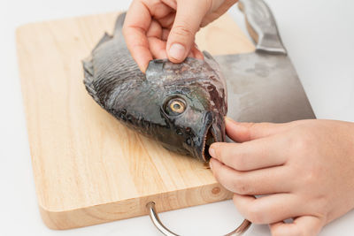 Close-up of hand holding fish