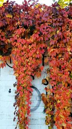 Close-up of red maple leaves on plant