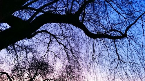 Low angle view of bare trees against sky