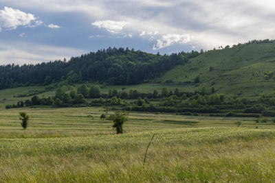 Scenic view of agricultural field against sky