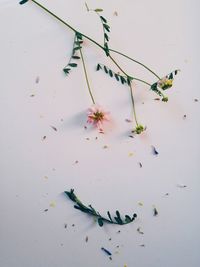 High angle view of damaged flowers on table