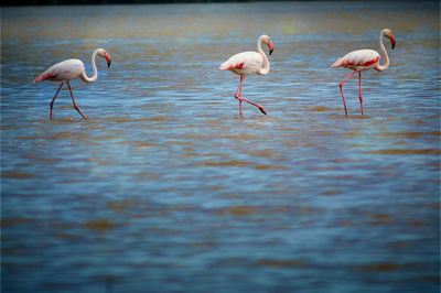 Birds in a lake