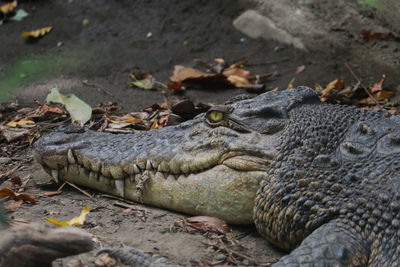 Close-up of crocodile on ground