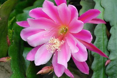 Close-up of pink flowers blooming outdoors