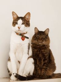 Portrait of cat sitting against white background