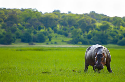 View of horse on field