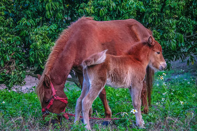 Horse on grass