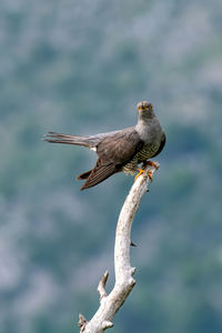 Bird perching on a branch