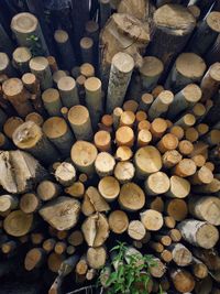 Full frame shot of logs in forest