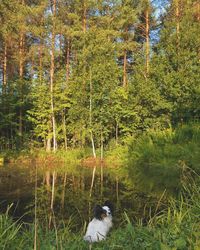 View of a dog in the forest