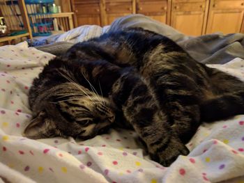 Close-up of cat sleeping on bed at home