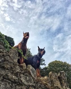 Low angle view of two dogs on rock against sky