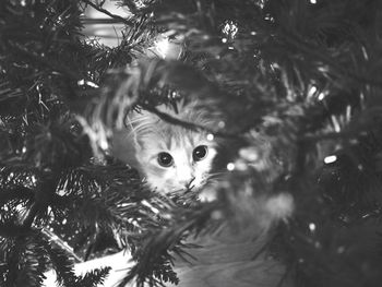 Portrait of cat under tree