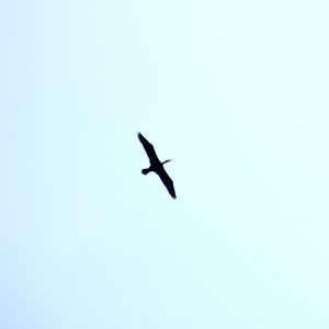 Low angle view of bird flying against clear sky