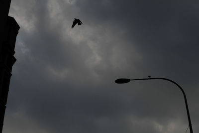 Low angle view of bird flying against sky