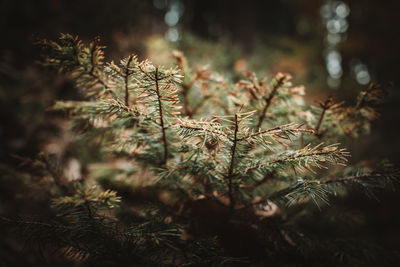 Close-up of pine tree in forest