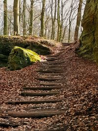 Staircase amidst trees in forest