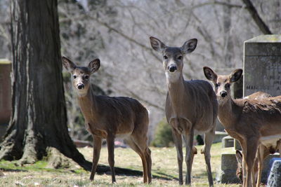 Portrait of deer standing on field