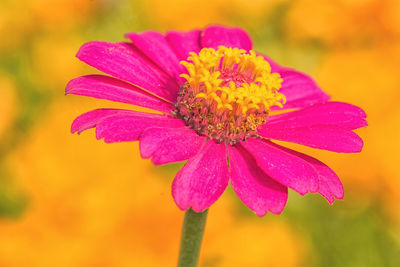 Close-up of pink flower